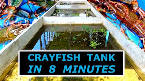 crayfish tank ideas|how to build a crayfish tank.